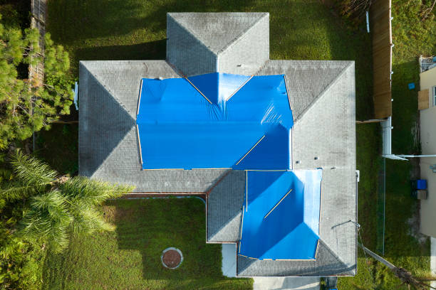 Best Roof Moss and Algae Removal  in Homestead Meadows North, TX